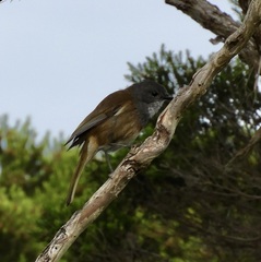 Pachycephala olivacea