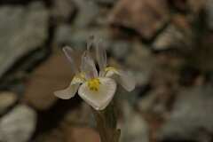 Moraea serpentina