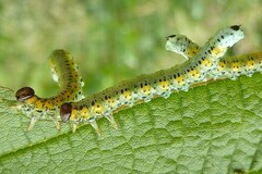 Euura melanocephalus