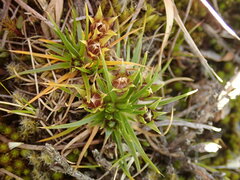 Colobanthus strictus