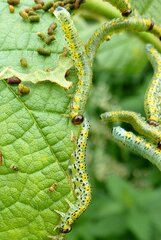 Euura melanocephalus