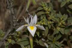 Moraea serpentina