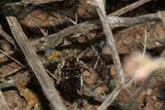 Hemihetrodes bachmanni