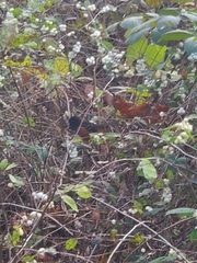 Pipilo maculatus oregonus