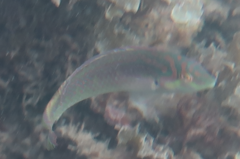 Halichoeres margaritaceus