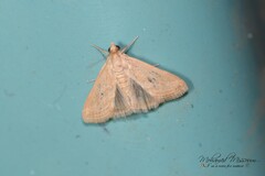Achyra nudalis