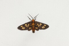 Amata huebneri