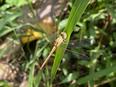 Neurothemis intermedia