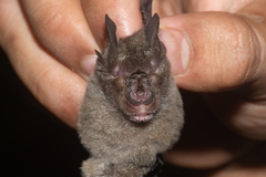 Rhinolophus