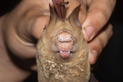 Hipposideros diadema