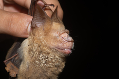 Hipposideros diadema