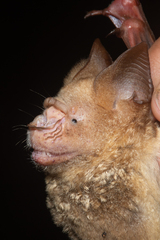 Hipposideros diadema