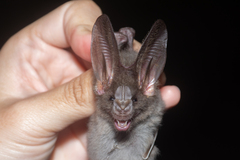Megaderma spasma