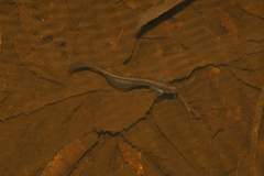 Silurichthys