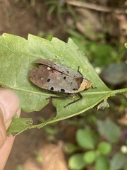 Penthicodes atomaria