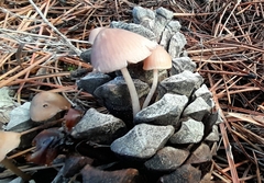 Mycena seynii
