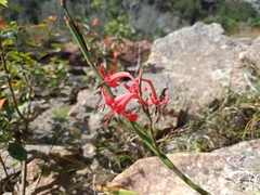 Tritoniopsis triticea