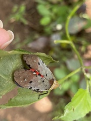 Penthicodes atomaria