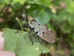 Penthicodes atomaria