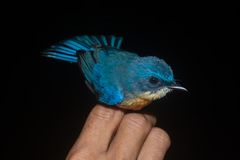 Cyornis turcosus