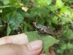 Penthicodes atomaria