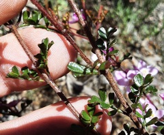 Boronia microphylla