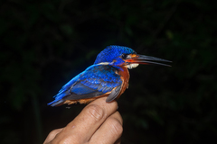 Alcedo meninting