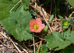 Modiola caroliniana