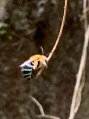 Amegilla cingulata