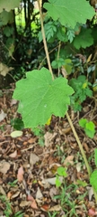 Rubus alceifolius