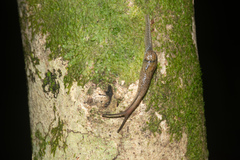 Helicarionoidea