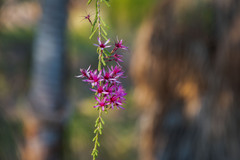 Calytrix exstipulata