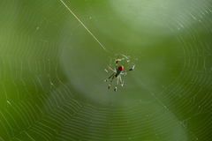 Leucauge sarawakensis