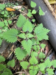 Urtica sykesii