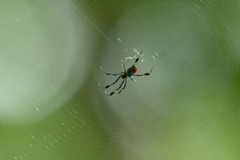Leucauge sarawakensis