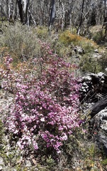 Boronia microphylla