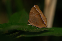 Thaumantis noureddin