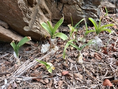 Albuca bracteata