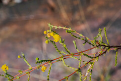 Acacia lycopodiifolia