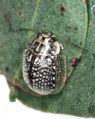 Paropsisterna decolorata