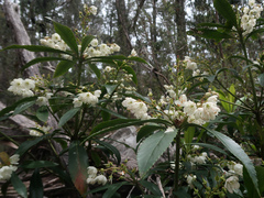 Anopterus glandulosus