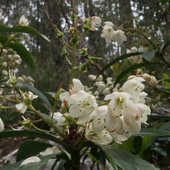 Anopterus glandulosus