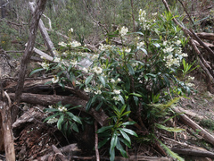 Anopterus glandulosus