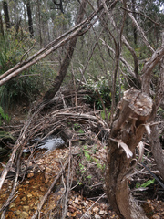 Anopterus glandulosus