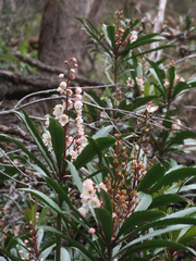 Anopterus glandulosus