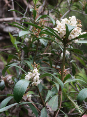 Anopterus glandulosus