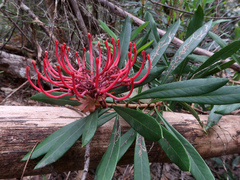Telopea truncata