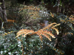 Nothofagus cunninghamii