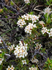 Pimelea prostrata
