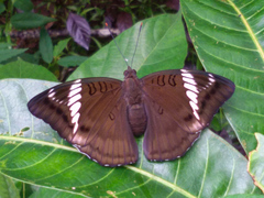 Euthalia phemius phemius